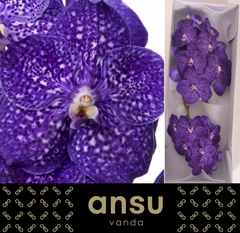 Vanda Ni Tweed Blue 25cm