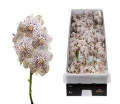 Vanda Su Pur Confet 20cm