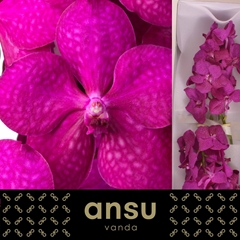 Vanda Cerise Magic 20cm