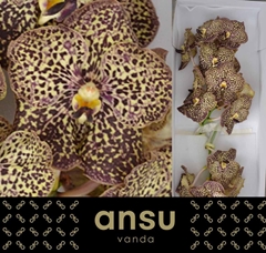 Vanda Su Oce Mocha 25cm