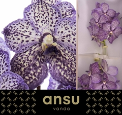 Vanda Su Lilac Starl 25cm
