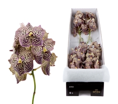 Vanda Su Oce Sangria 25cm
