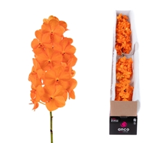 Vanda Na Prin Orange 15cm