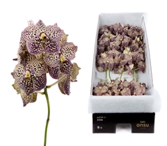 Vanda Su Oce Sangria 25cm