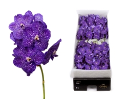 Vanda Ni Tweed Blue 25cm