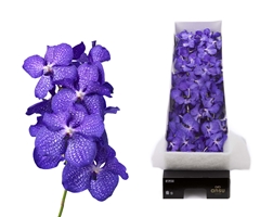 Vanda Blue Magic 30cm