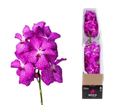 Vanda Kan Mag Pink 25cm