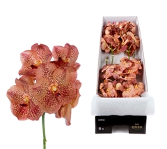 Vanda Su Leop Tanger 25cm