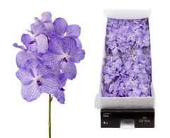 Vanda Angelite 30cm
