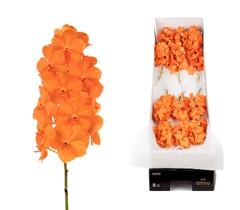 Vanda Na Prin Orange 15cm