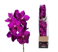 Vanda Ni Rasp Cerise 25cm