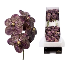 Vanda Su Choc Brown 30cm
