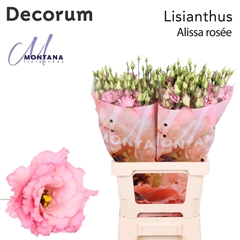 Eust G Alissa Rose Pi 60cm