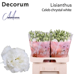 Eus G Celeb Chrystal 70cm