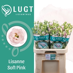Eus G Lis Soft Pink 70cm