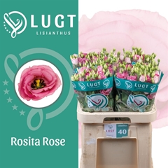 Eus G Rosi Rose Pink