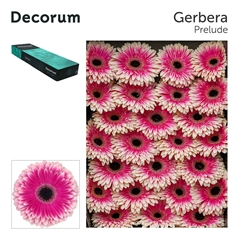 Ge Gr Prelude 45cm 10cm Ø