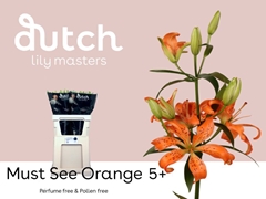 Li As Must See 70cm 45+