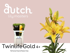 Li La Twinlife Gold 80cm 45+