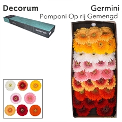 Ge Pom On Row Mixed 45cm 7cm Ø