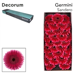 Germini Sandero 45cm 8cm Ø