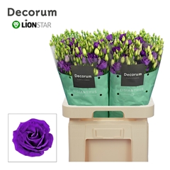 Eust G Rosita Blue 70cm
