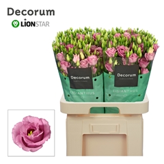 Eust G Rosita Rose P 70cm