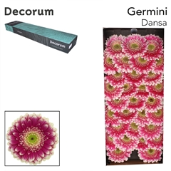 Germini Dansa 45cm 7cm Ø