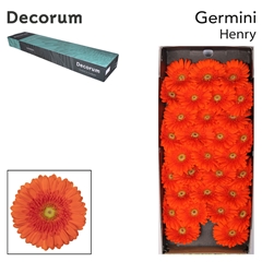 Germini Henry 45cm 7cm Ø