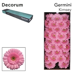 Germini Kimsey 45cm 7cm Ø