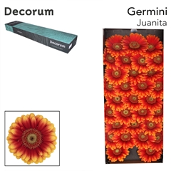 Germini Juanita 45cm 7cm Ø