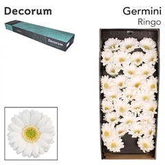 Germini Ringo 45cm 7cm Ø