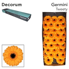 Germini Tweety 45cm 7cm Ø
