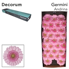 Germini Andrina+ 45cm 7cm Ø