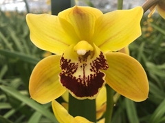 Cymb Mi Floris Vera 40cm