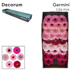 Germini S Mix Lil Rose 45cm 7cm Ø