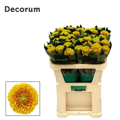 Chr G Tropicana 70cm 70gram
