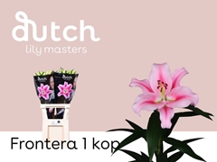 Li Or Frontera 80cm 1+