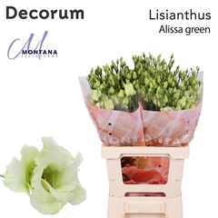 Eust G Alissa Green 70cm