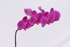 Phal T An Chiangmai 35cm