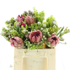 Protea Per Bunch 3 Punt 50cm