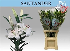 Li Or Santander 90cm 41+