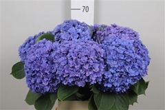 Hydr M Royal Kiss 65cm 17cm Ø