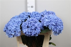 Hydr Macr Pimpernel 75cm 20cm Ø