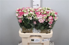 Eust E Rosi Hot Lips 70cm