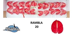 Anth A Rambla 40cm 9cm Ø