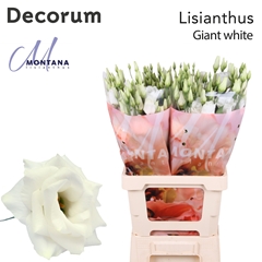 Eus G Arena Giant Wh 70cm
