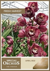 Cymb April Red 80cm 13+