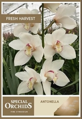 Cymb Antonella 80cm 13+