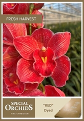 Cymb Tak Ov Srt 80cm 13+